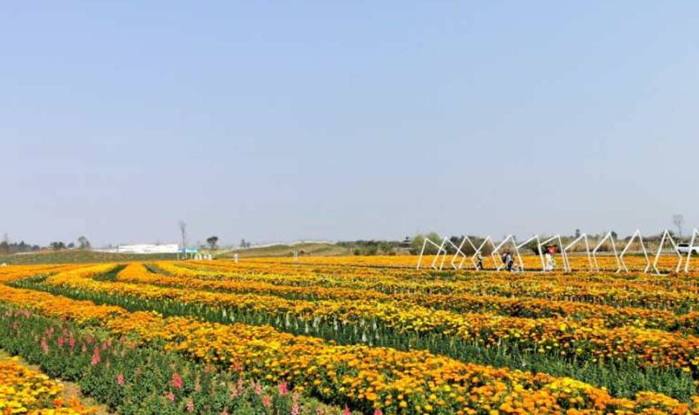 四川| 成都 蔚然花海