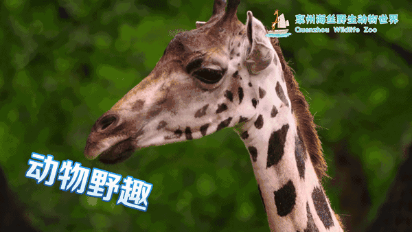 憨憨的 长颈鹿,性格温顺,拥有令人羡慕的身高优势,来合照一张?