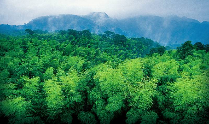 江苏常州天目湖南山竹海