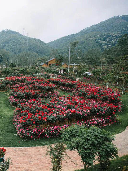 广东惠州惠州博罗茶山樱花谷景区