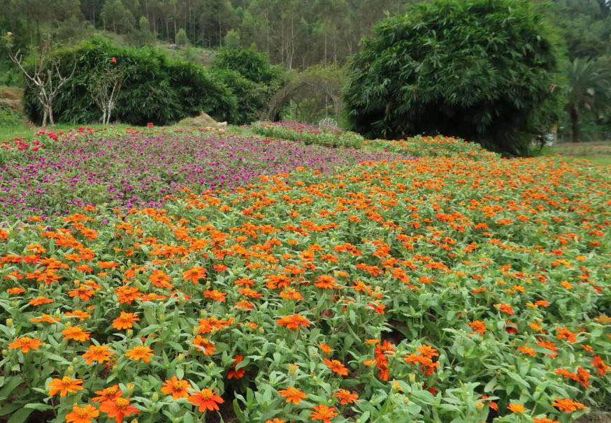 广东省 | 惠州市 惠州博罗茶山樱花谷景区