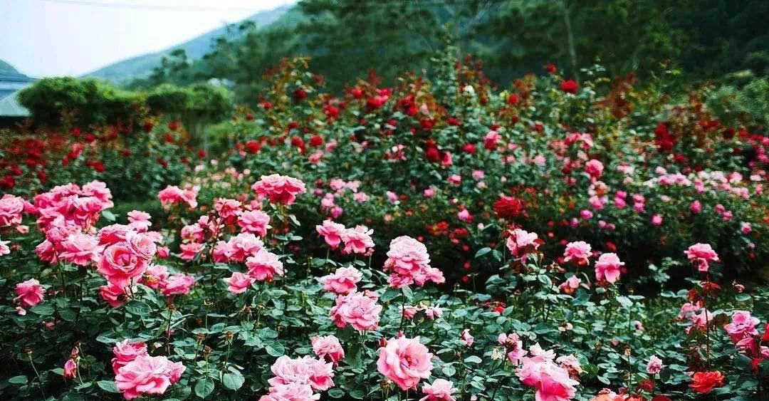 惠州博罗茶山樱花谷景区预订_地址_价格查询-【要出发, 有品质的旅行